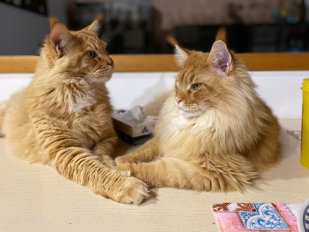 Two red male Maine Coons sitting next to each other