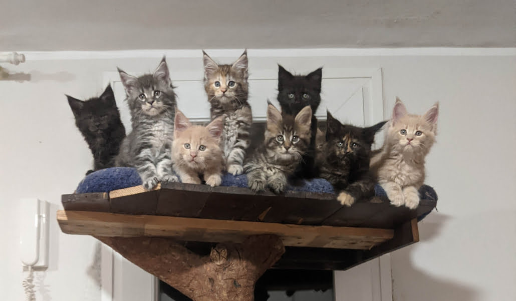 Ruffians Maine Coons in a cat tree