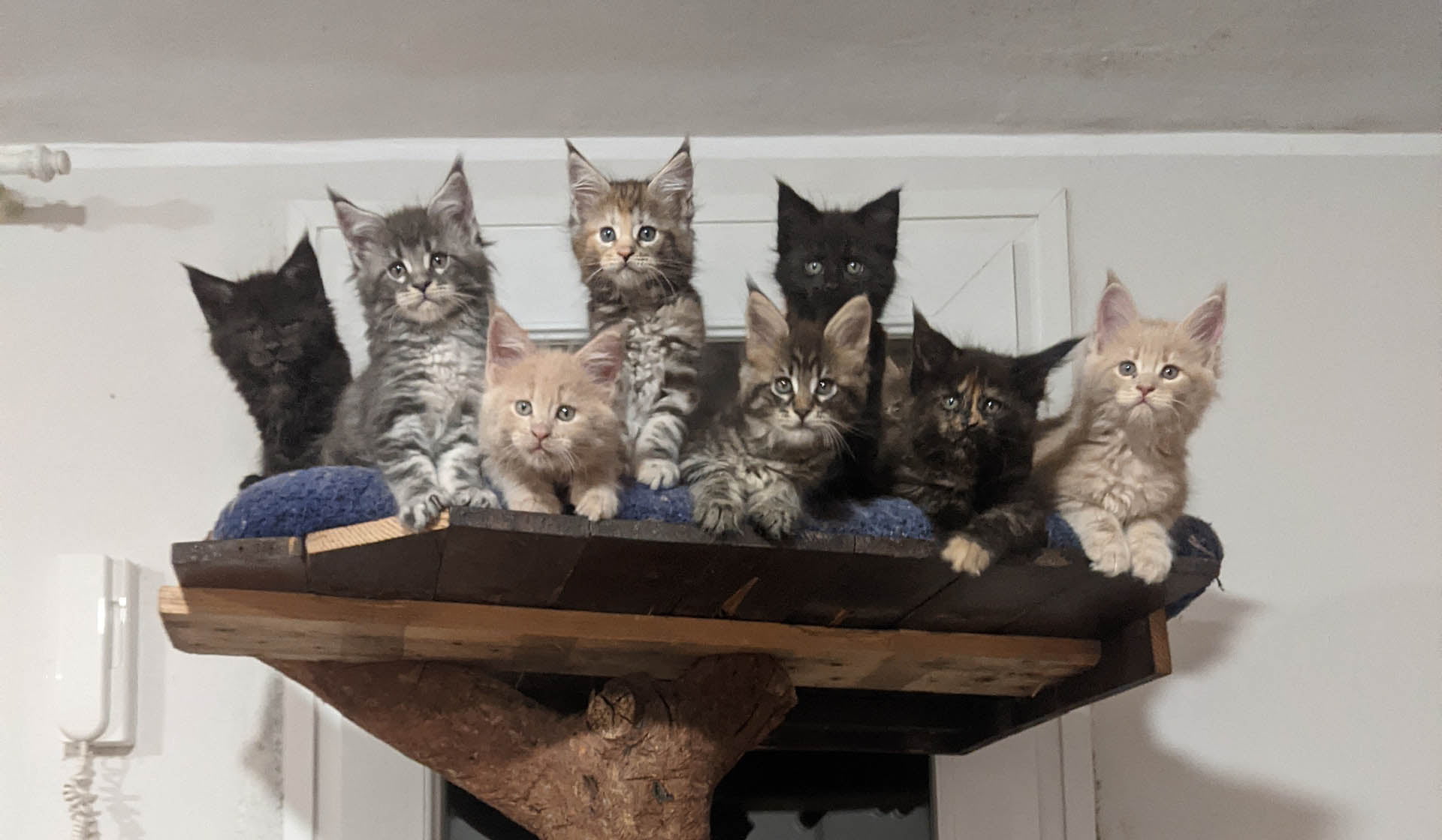 maine coon kittens in a cat tree