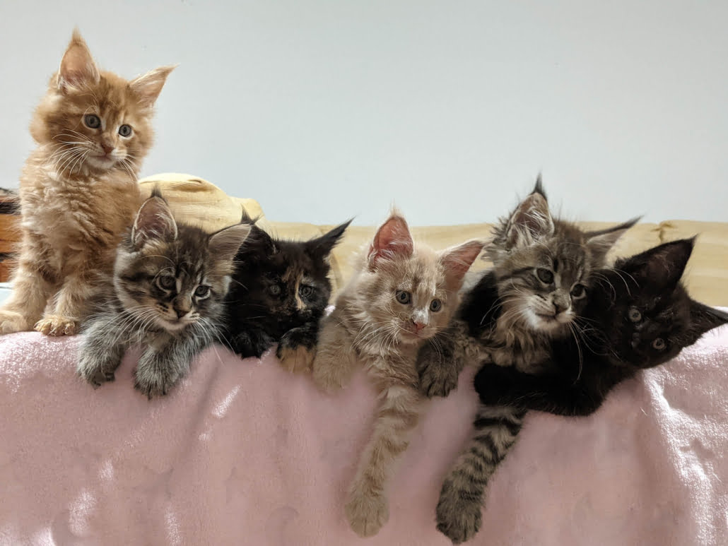 Maine Coon Kittens On A Pink Blanket
